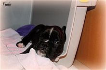 5,5 weeks